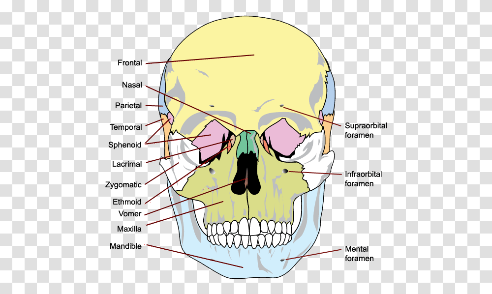 All Bone Of The Skull, Head, Jaw, Helmet Transparent Png