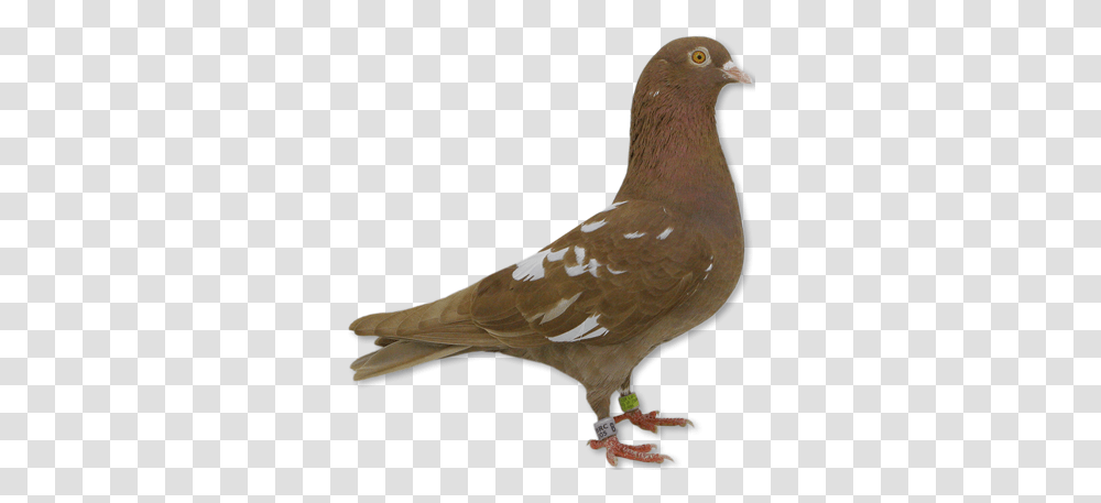 All Brown Roller Pigeons Brown Pigeon, Bird, Animal, Dove Transparent Png