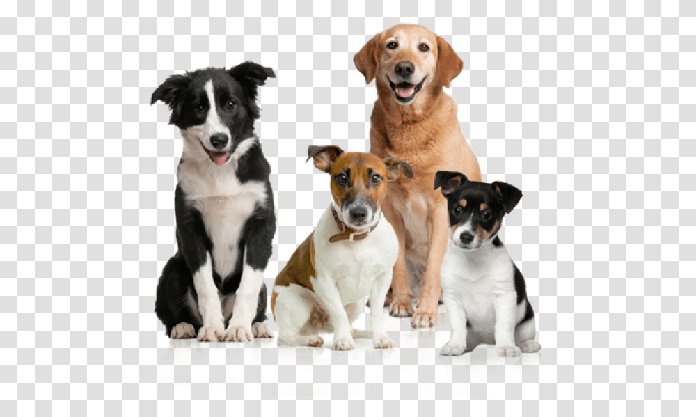 All Dogs Dog Images Hd, Pet, Canine, Animal, Mammal Transparent Png