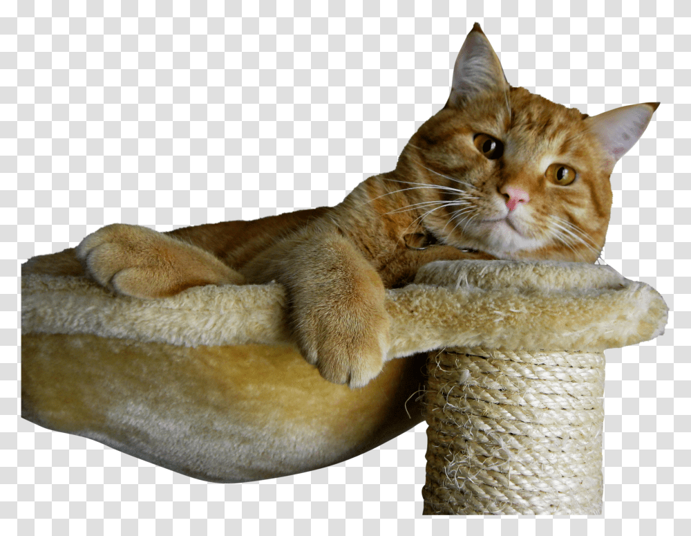 All Ginger Cats Male Transparent Png