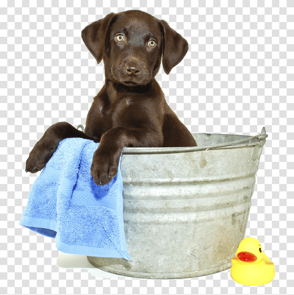 All Grooming Appointments Include Puppies Getting A Bath, Labrador Retriever, Dog, Pet, Canine Transparent Png