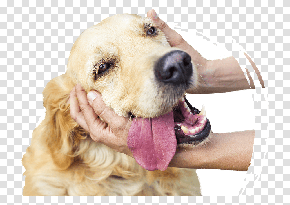 All Kind Of Animals, Dog, Pet, Canine, Mammal Transparent Png