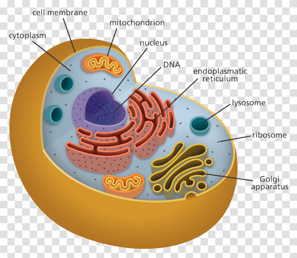 All Of My Organelles Including The Inside Of An Animal Cell, Diagram, Birthday Cake, Dessert, Food Transparent Png