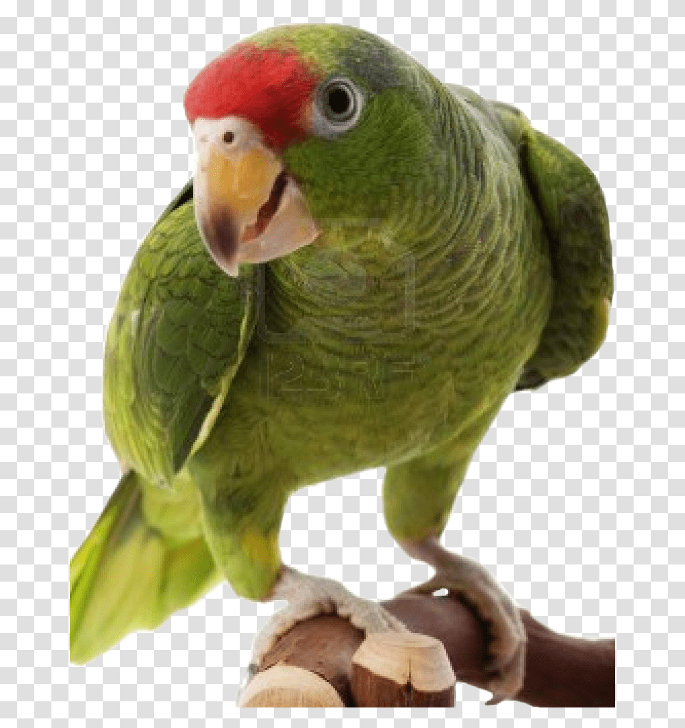 All Parrots Images And Transparentquots To Red Crowned Amazon, Bird, Animal, Parakeet, Beak Transparent Png