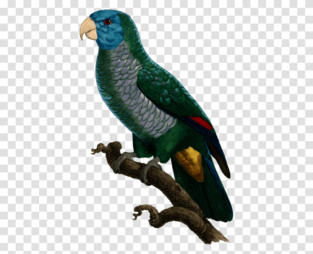 All Photo Clipart Parrots, Bird, Animal, Snake, Reptile Transparent Png
