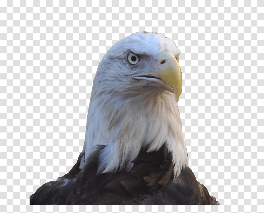Allegiant Our Female Bald Eagle Buzzard, Bird, Animal, Beak Transparent Png