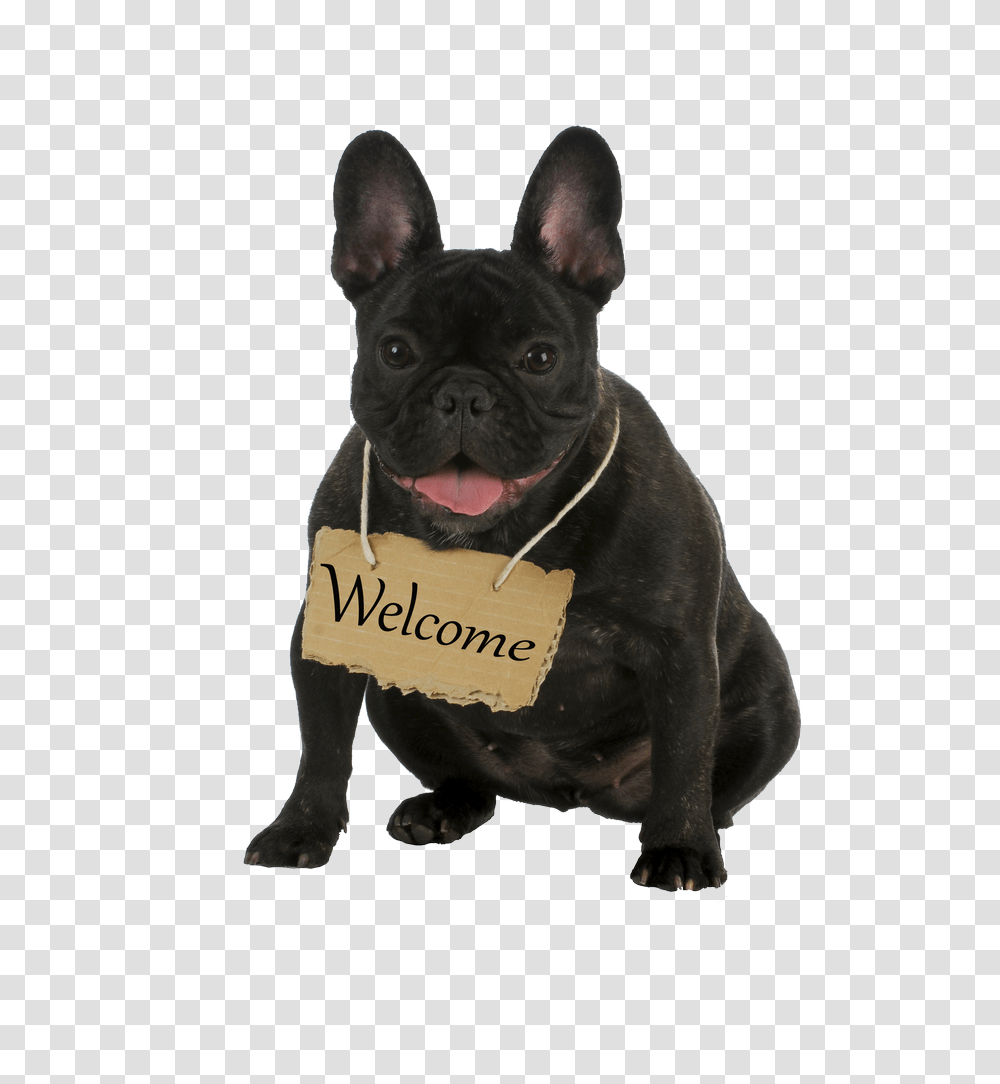 Allevamento Bulldog Francese Casa Dei Felsinei Bouledogue Francese, French Bulldog, Pet, Canine, Animal Transparent Png