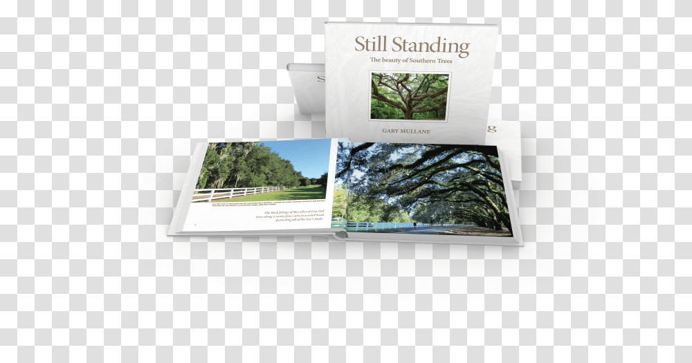 Alley Of Live Oak Trees Grass, Advertisement, Poster, Flyer, Paper Transparent Png