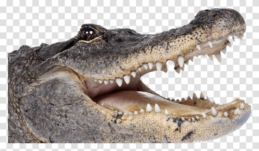 Alligator Background Image Alligator, Lizard, Reptile, Animal, Crocodile Transparent Png