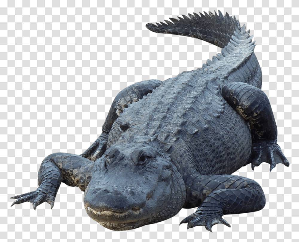 Alligator Cartoons Alligator, Crocodile, Reptile, Animal, Lizard Transparent Png