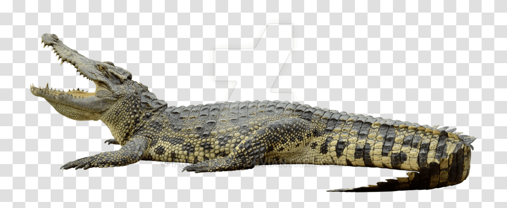 Alligator Crocodile Background, Lizard, Reptile, Animal Transparent Png