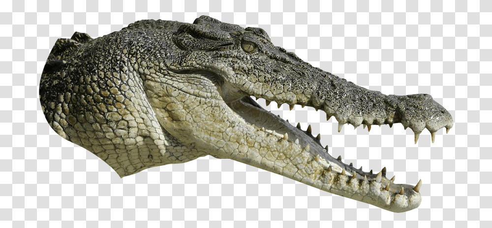 Alligator Download, Lizard, Reptile, Animal, Crocodile Transparent Png