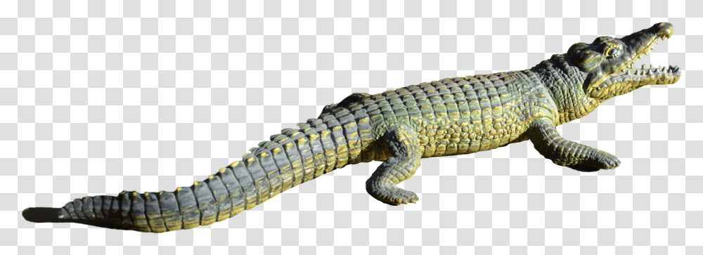Alligator File Rpteis, Lizard, Reptile, Animal, Crocodile Transparent Png
