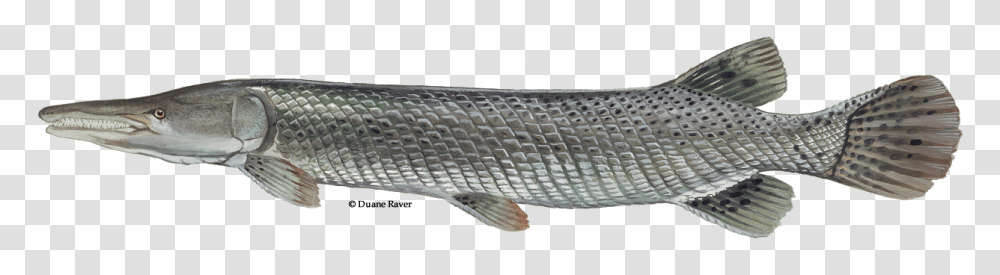 Alligator Gar Fish, Animal, Mullet Fish, Sea Life, Aquatic Transparent Png