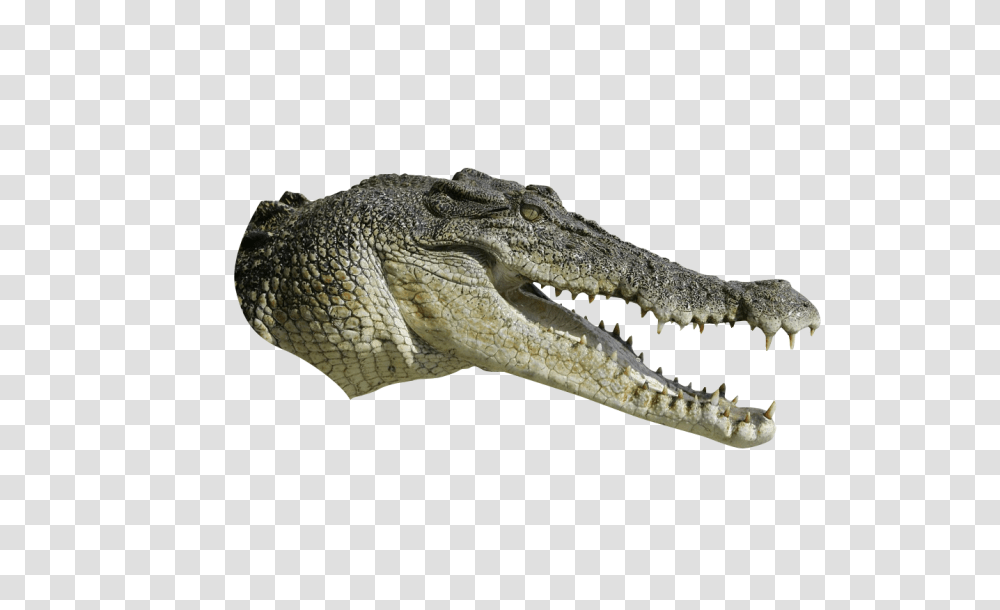 Alligator Head Crocodile Head No Background, Lizard, Reptile, Animal, Teeth Transparent Png