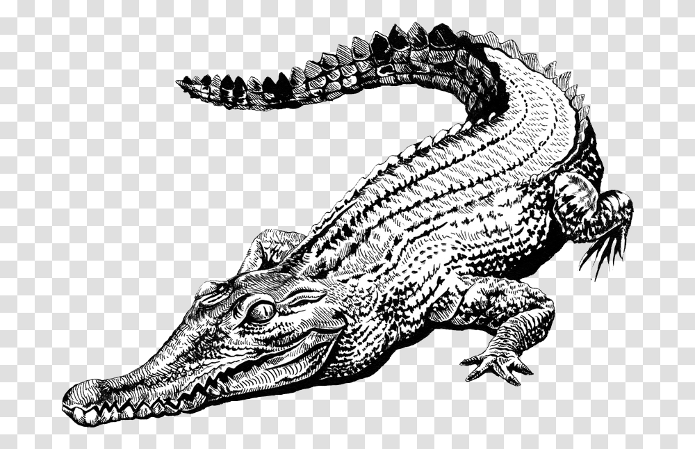 Alligator Head, Crocodile, Reptile, Animal, Lizard Transparent Png