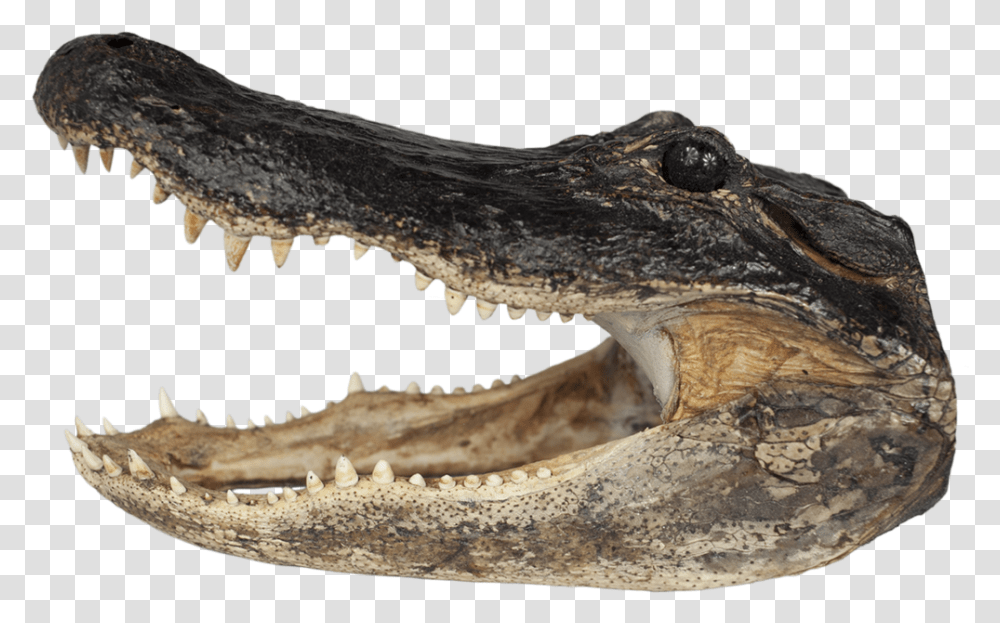 Alligator Head, Crocodile, Reptile, Animal, Lizard Transparent Png