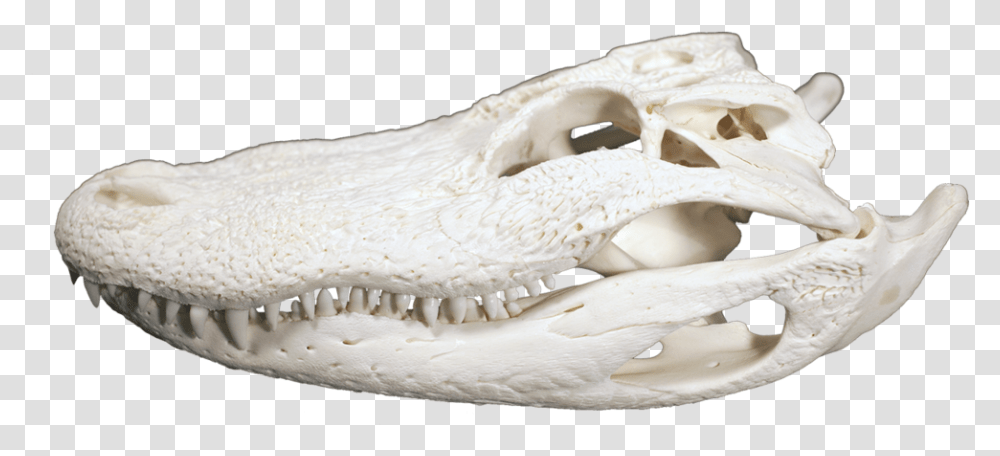 Alligator Head, Ivory, Snake, Reptile, Animal Transparent Png