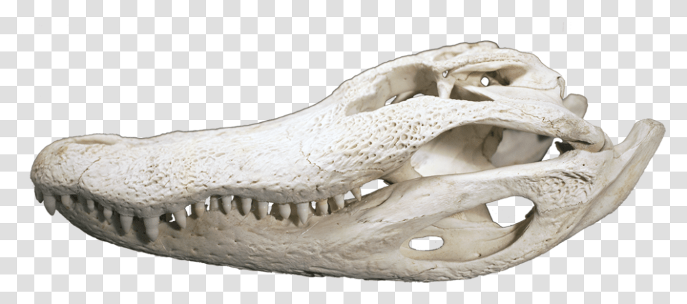 Alligator Head, Snake, Reptile, Animal, Ivory Transparent Png