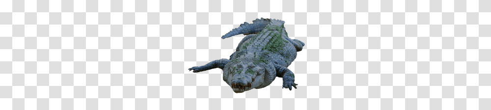 Alligator Images, Crocodile, Reptile, Animal Transparent Png