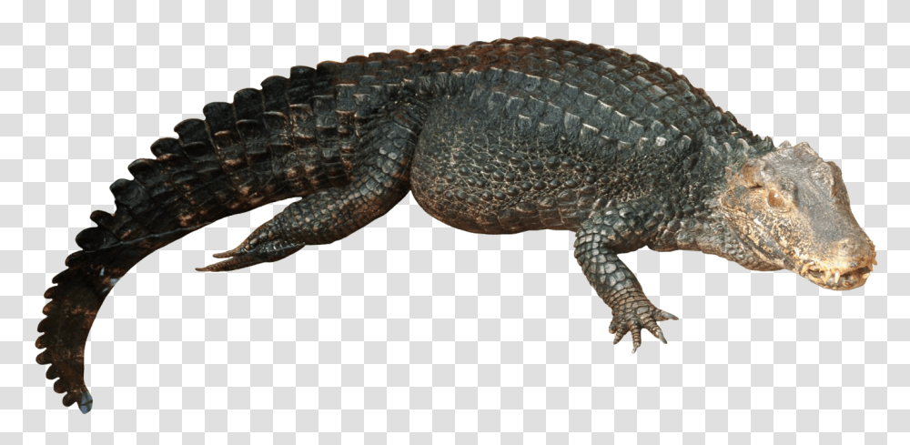 Alligator Images Nile Crocodile, Reptile, Animal, Lizard, Snake Transparent Png