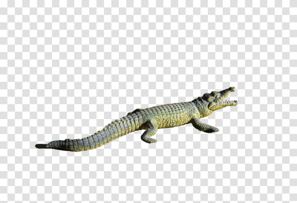 Alligator, Lizard, Reptile, Animal, Crocodile Transparent Png