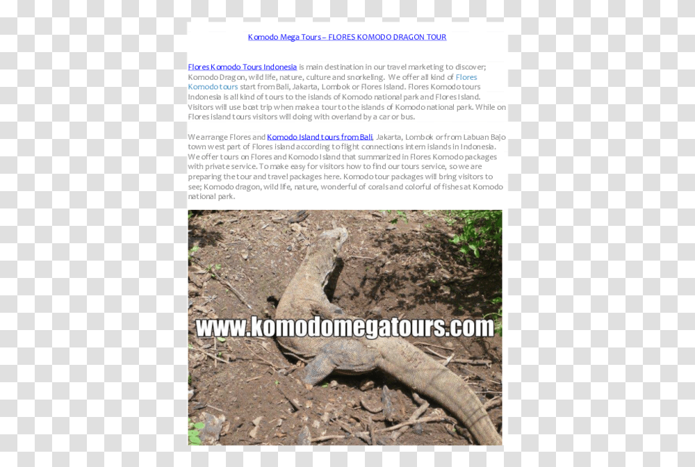 Alligator Lizard, Soil, Reptile, Animal, Wood Transparent Png
