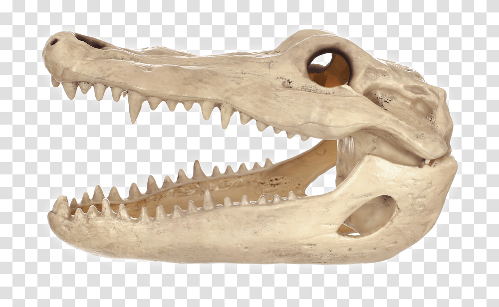 Alligator Skull, Fossil, Jaw, Teeth, Mouth Transparent Png