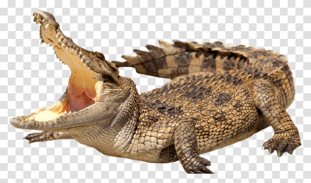 Alligator Transparent Png
