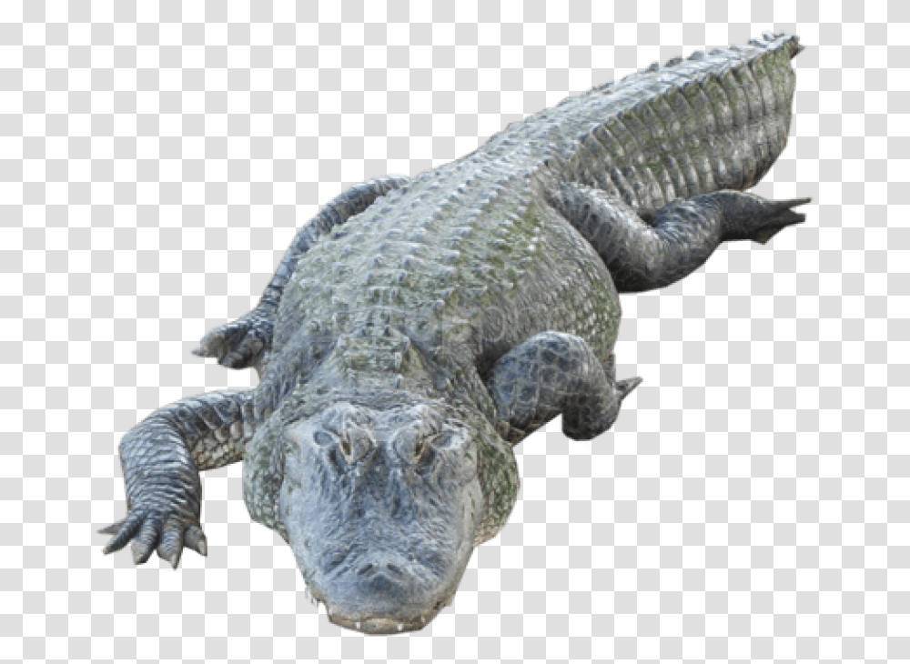 Alligator With Human Face, Turtle, Reptile, Sea Life, Animal Transparent Png