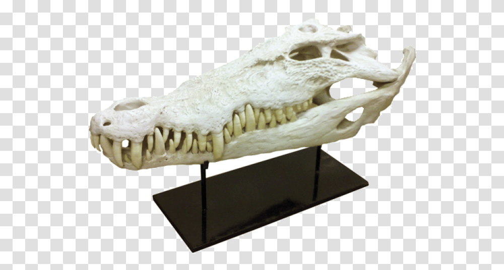 Alligatortitle Alligator, Reptile, Animal, Dinosaur, T-Rex Transparent Png