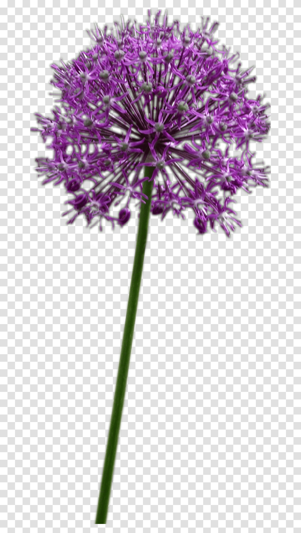 Allium Altissimum Purple Allium Flower, Plant, Blossom, Agapanthus Transparent Png