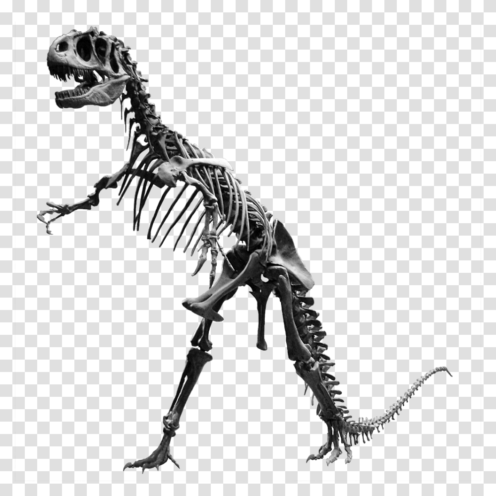 Allosaurus Jardin Des Plantes, Skeleton, Animal, Dinosaur, Reptile Transparent Png