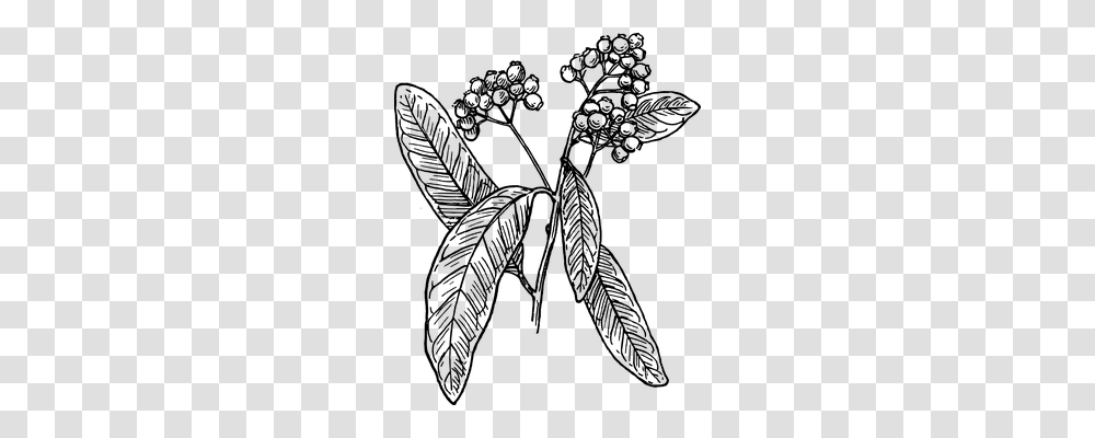 Allspice Nature, Gray, World Of Warcraft Transparent Png