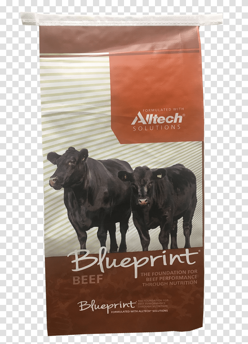 Alltech, Cow, Cattle, Mammal, Animal Transparent Png