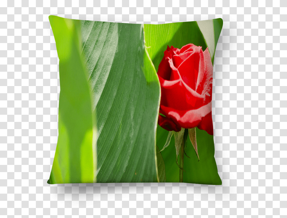 Almofada Rosa Vermelha De Belisa Stedilena Throw Pillow, Rose, Flower, Plant, Blossom Transparent Png