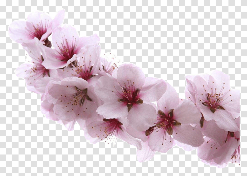 Almond Blossom Flower Almond Blossom, Plant, Cherry Blossom, Geranium, Anther Transparent Png