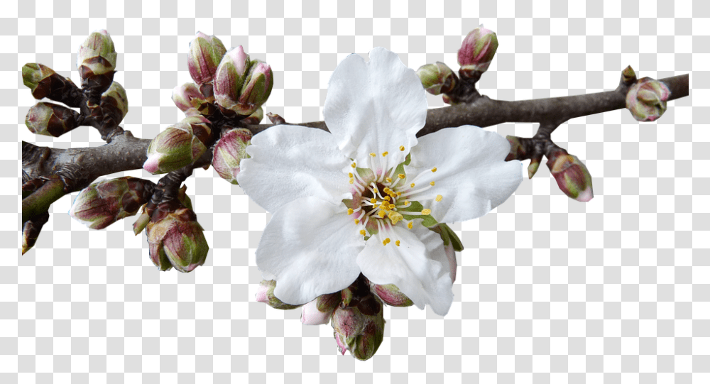 Almond Blossom, Plant, Pollen, Flower, Geranium Transparent Png