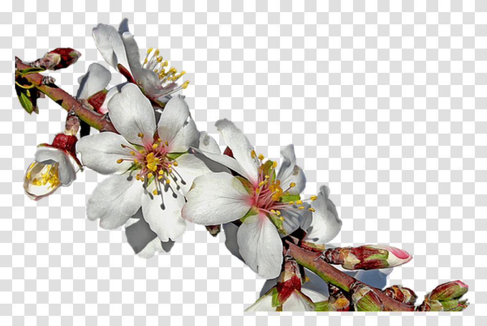 Almond Branch In Bloom Free Image On Pixabay Blooming Almonds Tree, Plant, Flower, Blossom, Cherry Blossom Transparent Png