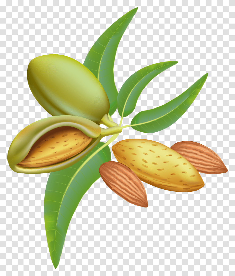 Almond Clipart Image Almonds Graphic, Nut, Vegetable, Plant, Food Transparent Png