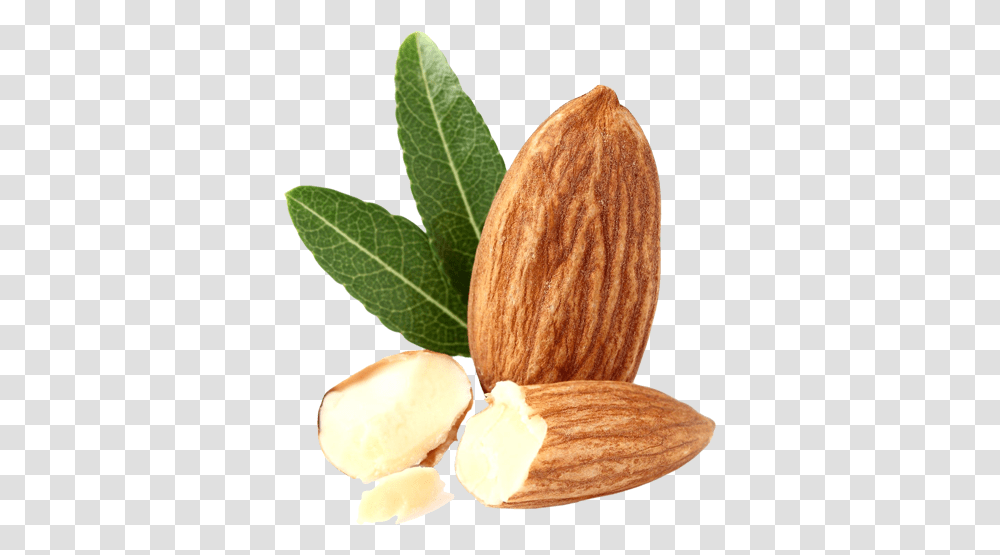 Almond Free Images Tree Almond Leaves, Nut, Vegetable, Plant, Food Transparent Png
