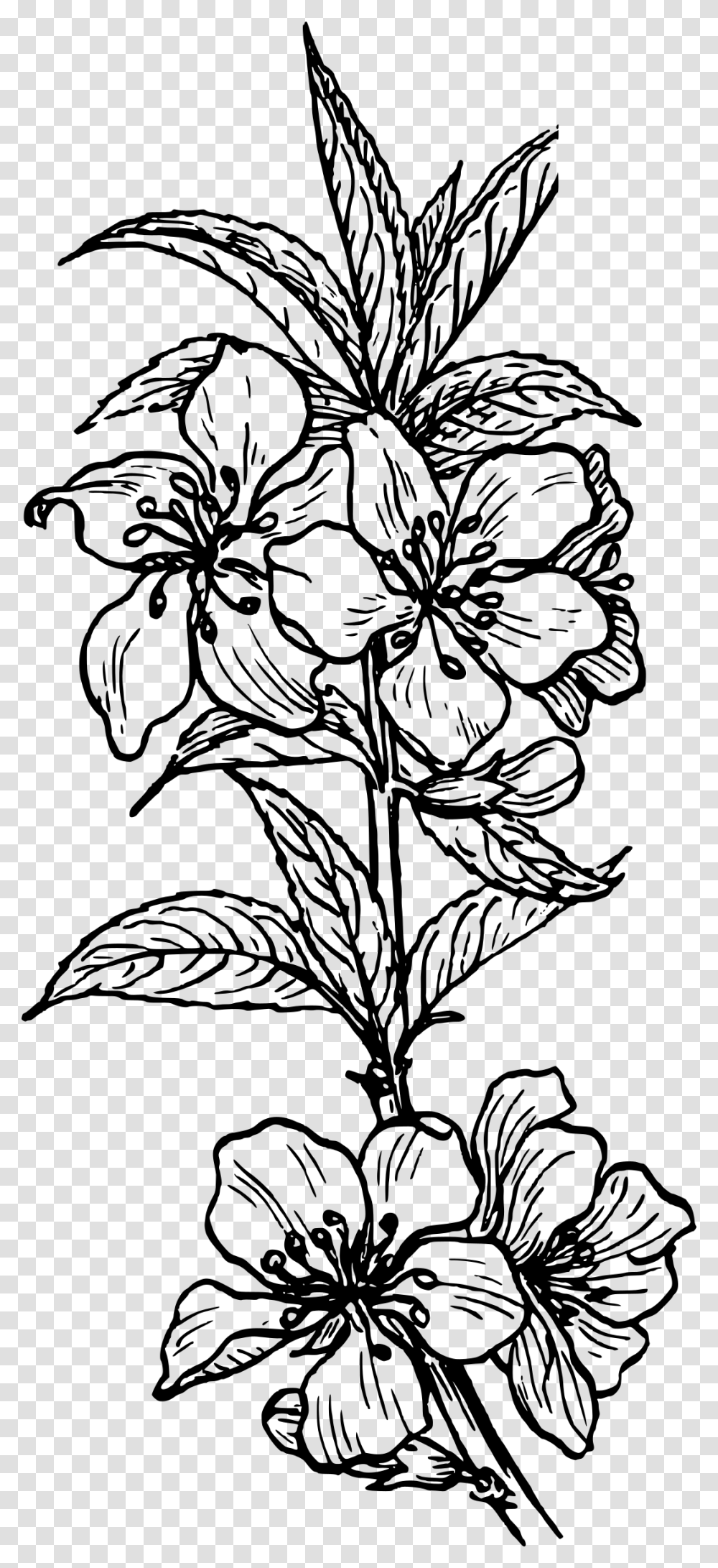 Almond Plant 1 Black White Line Art Tatoo Tattoo Plant Clip Art, Gray Transparent Png