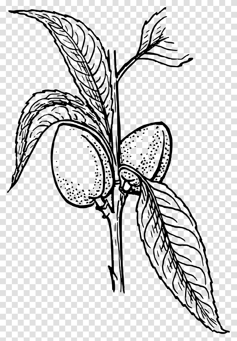 Almond Plant 2 Clip Arts Plant Clip Art, Gray, World Of Warcraft Transparent Png