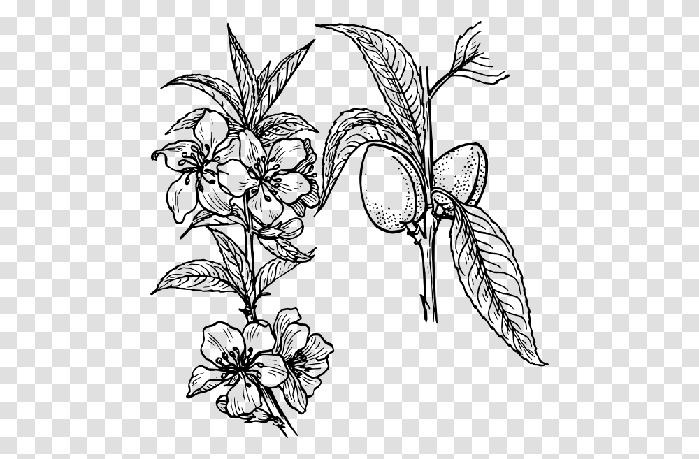 Almond Plant Clip Art, Floral Design, Pattern, Stencil Transparent Png