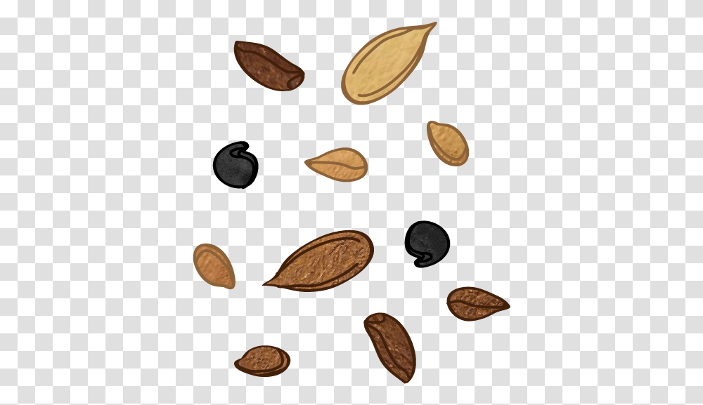 Almond, Plant, Nut, Vegetable, Food Transparent Png