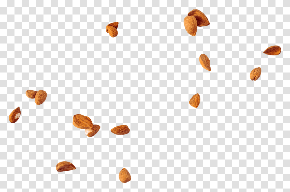 Almond, Plant, Nut, Vegetable, Food Transparent Png