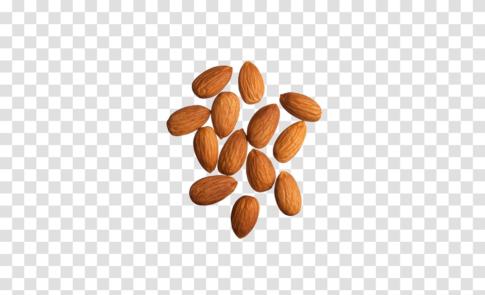Almond, Plant, Nut, Vegetable, Food Transparent Png