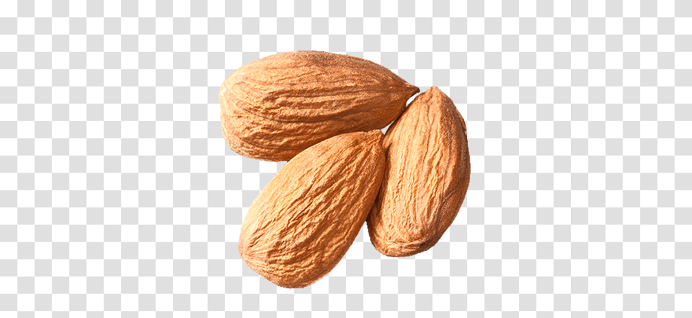 Almond, Plant, Nut, Vegetable, Food Transparent Png