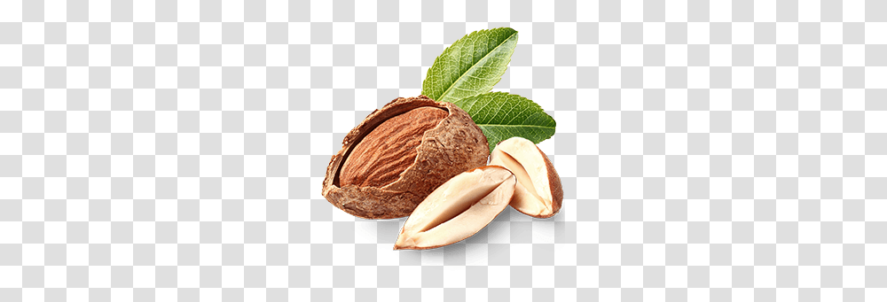 Almond, Plant, Nut, Vegetable, Food Transparent Png