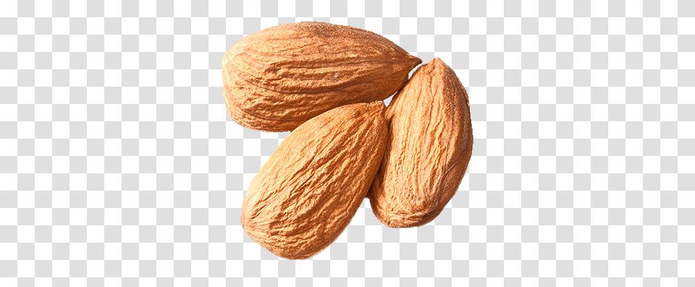 Almond, Plant, Nut, Vegetable, Food Transparent Png